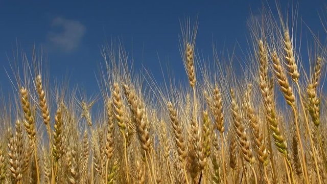 Close up of wheat in field, Japan