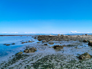 Pacific Northwest Ocean Beach Rocky and Seaweed