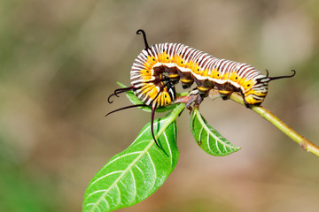 Image of caterpillars of common indian crow on the branches on a natural background. Insect. Animal.