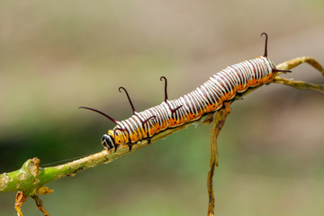 Image of caterpillars of common indian crow on the branches on a natural background. Insect. Animal.
