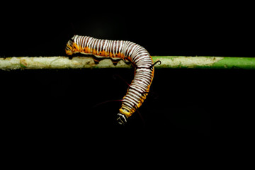 Image of caterpillars of common indian crow on the branches on a natural background. Insect. Animal.
