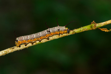 Image of caterpillars of common indian crow on the branches on a natural background. Insect. Animal.