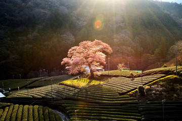 朝日に輝く茶畑の桜