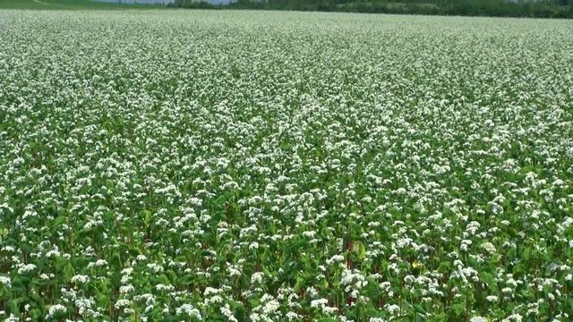 Buckwheat in field,&nbsp;Numata, Hokkaido, Japan