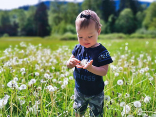 Mixed Race Native American Indian Toddler in Field of Dandelion Wishers