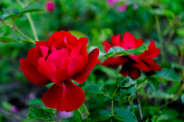 fresh beautiful red rose with buds, thorns and leaves on a bush in the garden, clouse up, copy space, soft focus, mock up