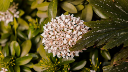 Flowers of different varieties