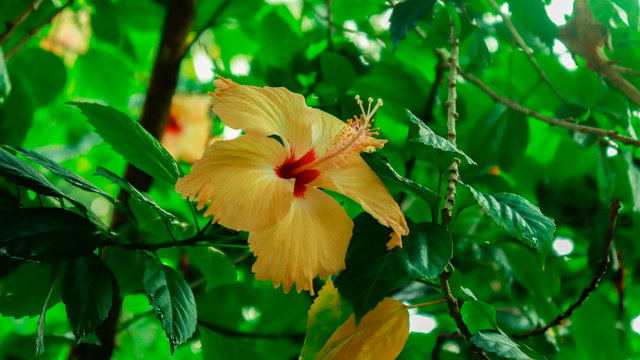 China rose also called Hibiscus [Gudhal]
