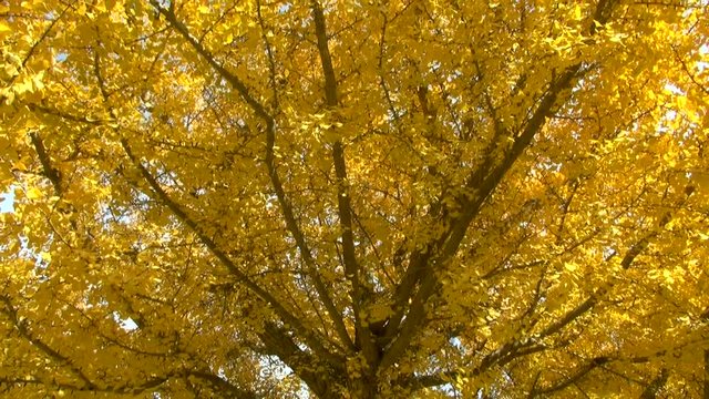 Yellow gingko tree in autumn, Minamiaizu,&nbsp;Fukushima&nbsp;Prefecture, Japan