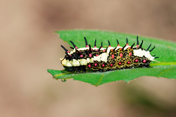 Image of Caterpillars of common mime on green leaves on a natural background. Insect. Animal.