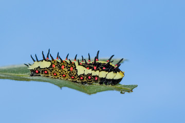 Image of Caterpillars of common mime on green leaves on a natural background. Insect. Animal.