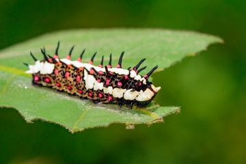 Image of Caterpillars of common mime on green leaves on a natural background. Insect. Animal.