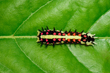 Image of Caterpillars of common mime on green leaves on a natural background. Insect. Animal.