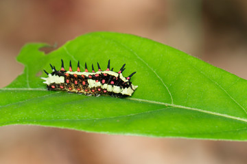 Image of Caterpillars of common mime on green leaves on a natural background. Insect. Animal.