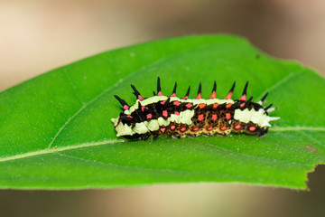 Image of Caterpillars of common mime on green leaves on a natural background. Insect. Animal.