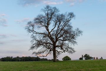 Tupelo tree in field