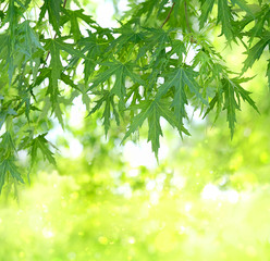 Fresh summer green background with maple leaves. Blurred green nature background, tree green leaves. Fresh green leaves on branch in sunlight. banner. copy spase. soft selective focus