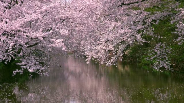 Cherry blossom trees above lake, Hirosaki, Aomori Prefecture, Japan