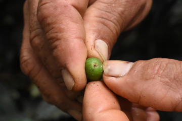 Hands peeling coffee bean