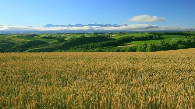 Wide shot of wheat field and Tokachi in summer, Japan
