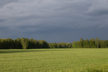 Fototapeta premium forest in the far and field