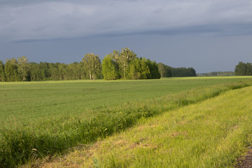  forest in the far and field