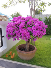 Blooming pink flowers all over a Thai tropical tree in a clay pot