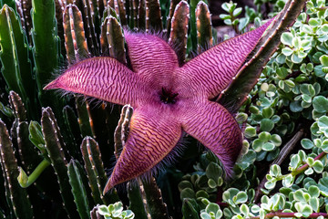 Stapelia Gigantea