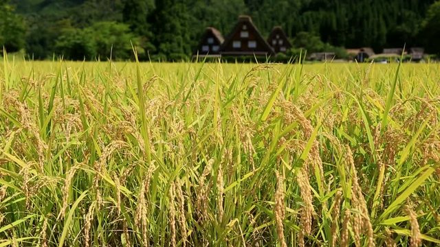 Close up of rice plants in field, Japan