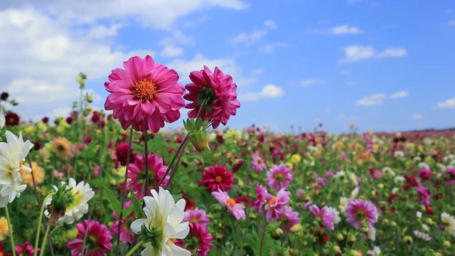 Lots of colorful flowers, Biei, Hokkaido, Japan