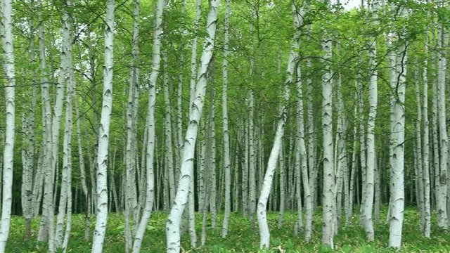 Japanese birch forest, Japan