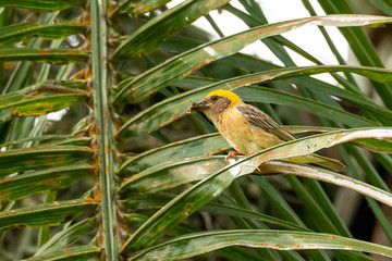 Male Baya Weaver with an insect in its beak perching on palm leaf