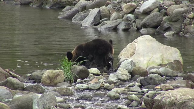 Ussuri brown Bears walking By River, Japan