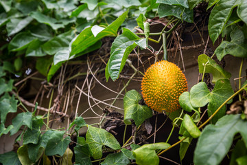 Gac fruit on tree,(Baby Jackfruit, Cochinchin Gourd, spiny bitter Gourd, Sweet Gourd). Momordica cochinchinensis. Cochinchin Gourd has been traditionally used as both food and medicine.