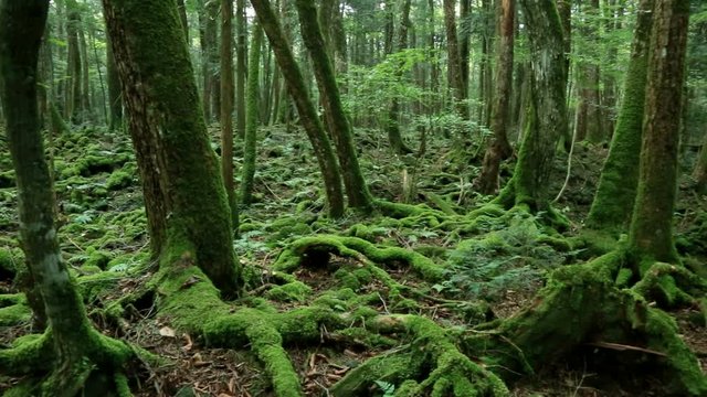 Aokigahara&nbsp;Forest, Fujikawaguchiko, Yamanashi Prefecture, Japan