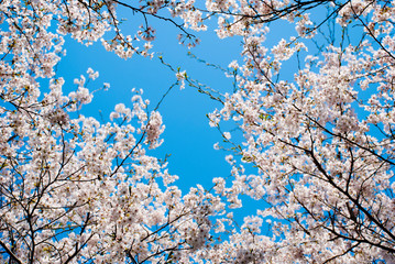 眉山の桜