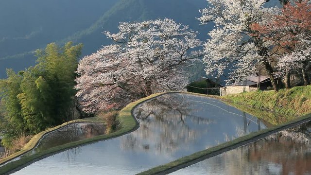 Rice terrace and cherry blossom, Tsu, Mie Prefecture, Japan