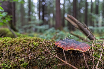 Mushroom growing on tree in a green forest.