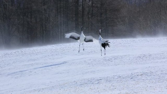 Slow motion of two Japanese cranes jumping and walking on snow