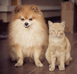 cat and dog