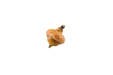 acorn isolated on a white background