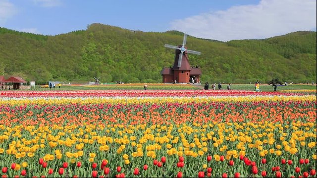 Kamiyubetsu Tulip Park, Yubetsu, Hokkaido, Japan