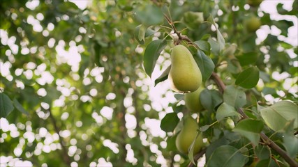 Green pear growing on a sunset background Summer harvest time in orchard garden. Organic fruits closeup.