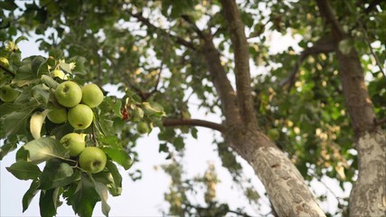 Ripe green yellow apples on the branch growing. Green apples grow on a tree