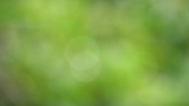 Natural Blurred background. Blurred and bokeh  green natural background backdrop,hd video.