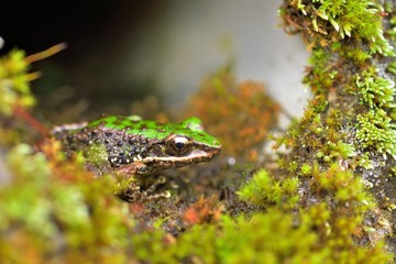 Swinhoe's frog(Odorrana swinhoana)(Boulenger, 1903)