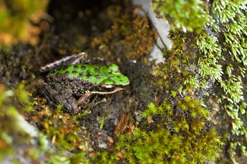 Swinhoe's frog(Odorrana swinhoana)(Boulenger, 1903)