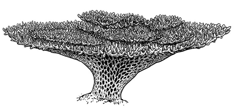 Table coral illustration, drawing, engraving, ink, line art, vector