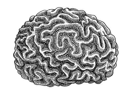 Brain coral illustration, drawing, engraving, ink, line art, vector
