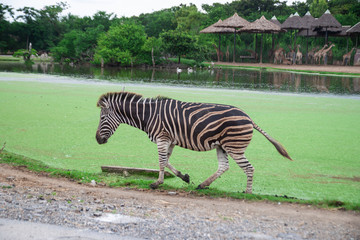Fototapeta na wymiar The zebra near the pond